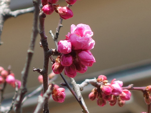 Ume_04